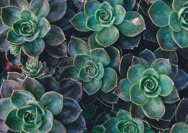 succulent-plants